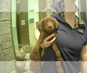 Labrador Retriever-Unknown Mix Dogs for adoption in Tulsa, OK, USA