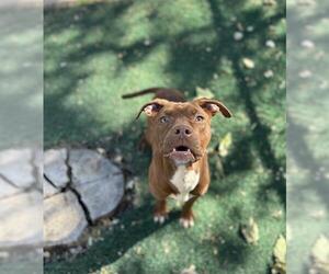 Boxer-Unknown Mix Dogs for adoption in Chula Vista, CA, USA