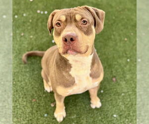 American Staffordshire Terrier-Unknown Mix Dogs for adoption in Tavares, FL, USA