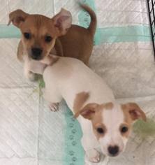 Minnie Jack Dogs for adoption in Spring, TX, USA