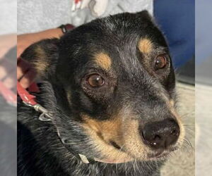 Mutt Dogs for adoption in Canton, CT, USA