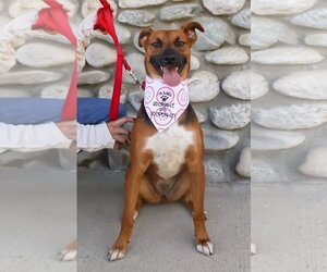 Mutt Dogs for adoption in Dana Point, CA, USA