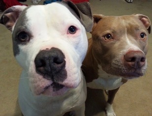 American Pit Bull Terrier Dogs for adoption in Keyport, NJ, USA