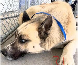 Medium Photo #2 Siberian Husky Puppy For Sale in Bakersfield, CA, USA