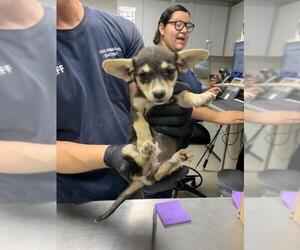 Chihuahua-Unknown Mix Dogs for adoption in Visalia, CA, USA