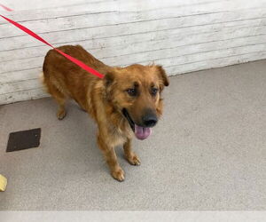 German Shepherd Dog-Unknown Mix Dogs for adoption in San Bernardino, CA, USA