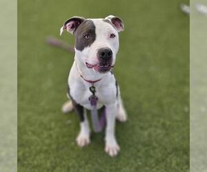 Mutt Dogs for adoption in Las Vegas, NV, USA