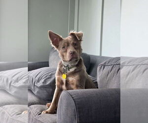 Australian Shepherd-Unknown Mix Dogs for adoption in Boston, MA, USA