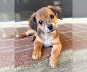 Chihuahua-Colonial Cocker Spaniel Mix Dogs for adoption in Corona, CA, USA
