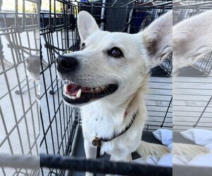 Mutt Dogs for adoption in Royse City, TX, USA