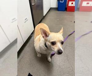 Chihuahua-Unknown Mix Dogs for adoption in Berkeley , CA, USA