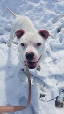 Bullboxer Pit Dogs for adoption in Akron, OH, USA