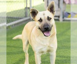 German Shepherd Dog Dogs for adoption in Camarillo, CA, USA