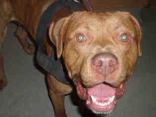 Dogue de Bordeaux Dogs for adoption in Modesto, CA, USA