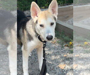 Mutt Dogs for adoption in Elmsford, NY, USA