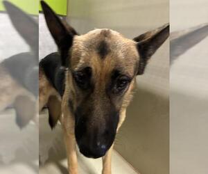 German Shepherd Dog Dogs for adoption in Bakersfield, CA, USA