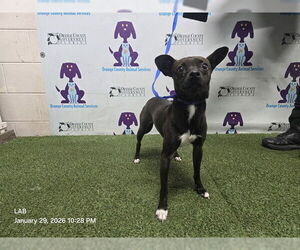 Rat Terrier-Unknown Mix Dogs for adoption in Orlando, FL, USA