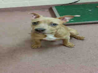 Medium Photo #1 American Pit Bull Terrier Puppy For Sale in Ogden, UT, USA