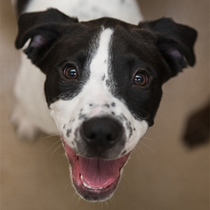 Lab-Pointer Dogs for adoption in Kanab, UT, USA