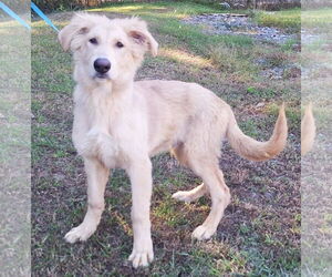 Huskies -Unknown Mix Dogs for adoption in Wetumpka, AL, USA