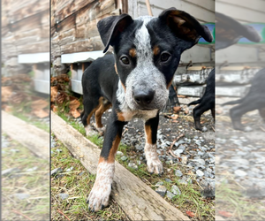 Mutt Dogs for adoption in Sandy, UT, USA
