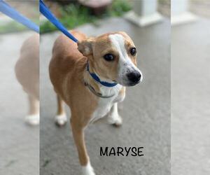 Mutt Dogs for adoption in Evansville, IN, USA