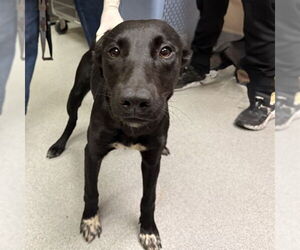 Mutt Dogs for adoption in Rancho Cucamonga, CA, USA