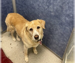 Labrador Retriever-Unknown Mix Dogs for adoption in Fort Collins, CO, USA