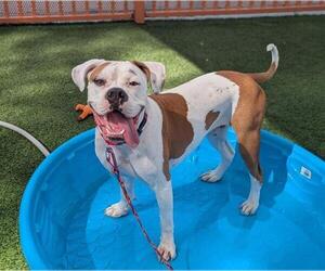 Mutt Dogs for adoption in Las Vegas, NV, USA