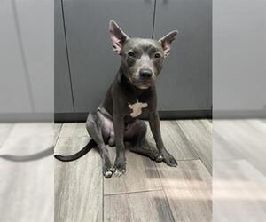 American Pit Bull Terrier Dogs for adoption in Redlands, CA, USA