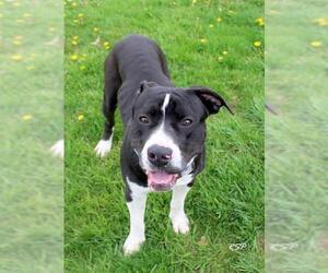 American Pit Bull Terrier-Unknown Mix Dogs for adoption in Fort Wayne, IN, USA