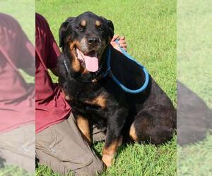 Rottweiler Dogs for adoption in Eureka Springs, AR, USA