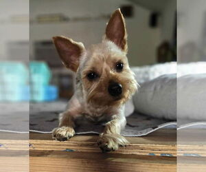 Mutt Dogs for adoption in Westwood, NJ, USA