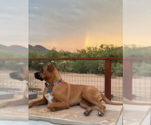 Boxer-Rhodesian Ridgeback Mix Dogs for adoption in Chandler, AZ, USA