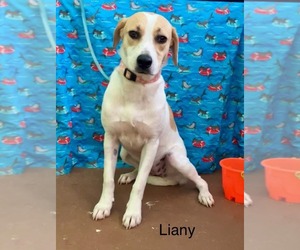 Labbe Dogs for adoption in Virginia Beach, VA, USA
