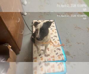Border Collie-Unknown Mix Dogs for adoption in Ocala, FL, USA