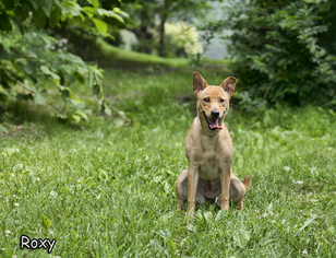 Shiba Inu-Unknown Mix Dogs for adoption in Shamokin, PA, USA