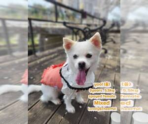 Chihuahua-Unknown Mix Dogs for adoption in Agoura Hills, CA, USA