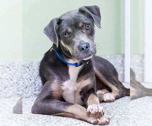 Pug-Unknown Mix Dogs for adoption in Chattanooga, TN, USA