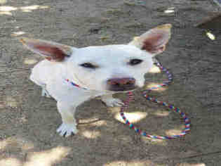 Labrador Retriever Dogs for adoption in Morgan Hill, CA, USA