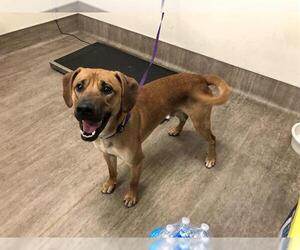 Black Mouth Cur-Unknown Mix Dogs for adoption in Pasadena, CA, USA