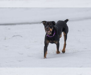 Rottweiler Dogs for adoption in Aurora, OH, USA