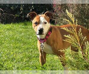 Medium Photo #1 Mutt Puppy For Sale in McKinleyville, CA, USA