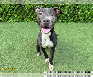 American Pit Bull Terrier Dogs for adoption in West Palm Beach, FL, USA