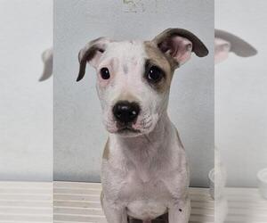 American Pit Bull Terrier-Unknown Mix Dogs for adoption in Bakersfield, CA, USA