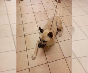 Mutt Dogs for adoption in Virginia Beach, VA, USA