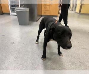 Border Collie-Bull Terrier Mix Dogs for adoption in Orange, CA, USA