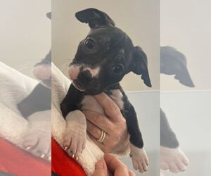 Mutt Dogs for adoption in Clarkston, MI, USA