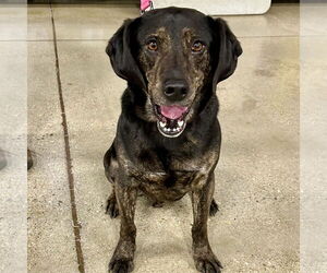 Labrador Retriever-Unknown Mix Dogs for adoption in Batavia, OH, USA