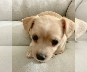 Medium Photo #1 Chihuahua-Poodle (Toy) Mix Puppy For Sale in Colton, CA, USA